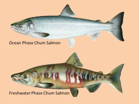 Salmon metamorphose as they migrate from saltwater into freshwater to spawn.