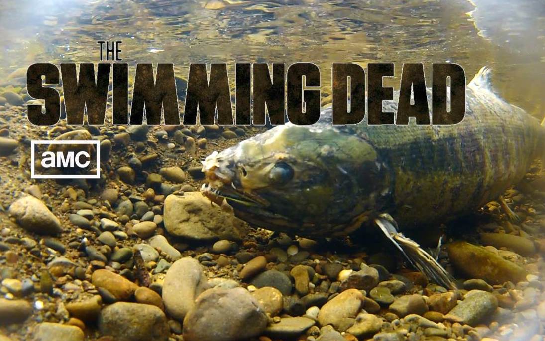 the-swimming-dead-fish.jpg