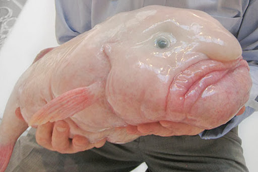 Blobfish, ugly cute Blobfish, ugly fish, cute fish, - Blobfish