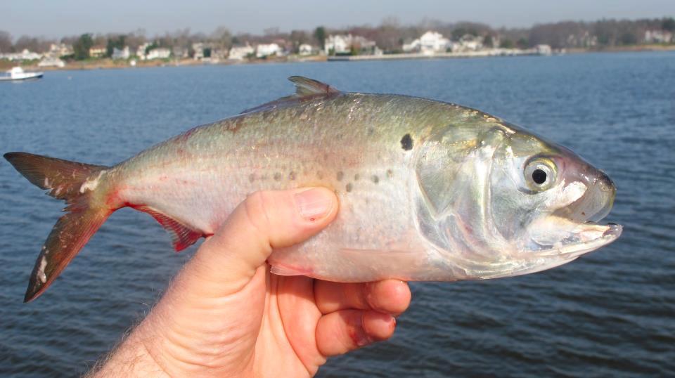 Menhaden is one of the main fisheries contributing to the production of fish oil.