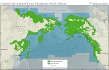 Pacific Salmon Distribution