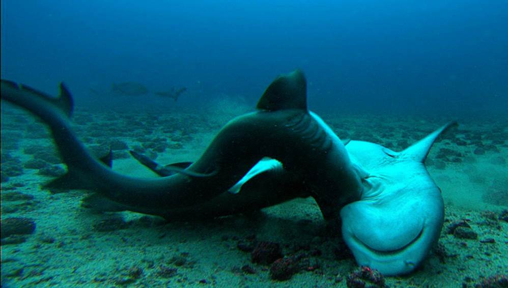 Shark Mating2