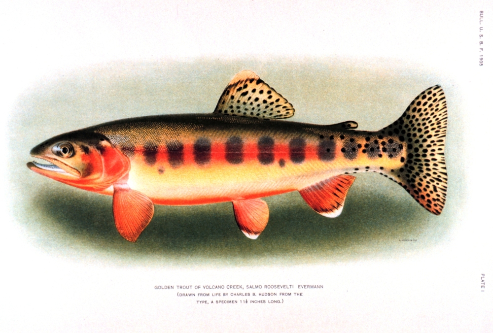 Golden Trout, Salmo roosevelti