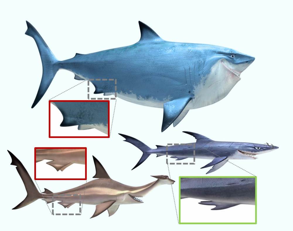 Bruce and Anchor lack claspers, whereas animators gave Chum correct anatomy for male sharks.