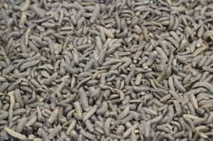 Insects may make you squirm, but they might just help feed the world as animal feed (symtonbsf.com).