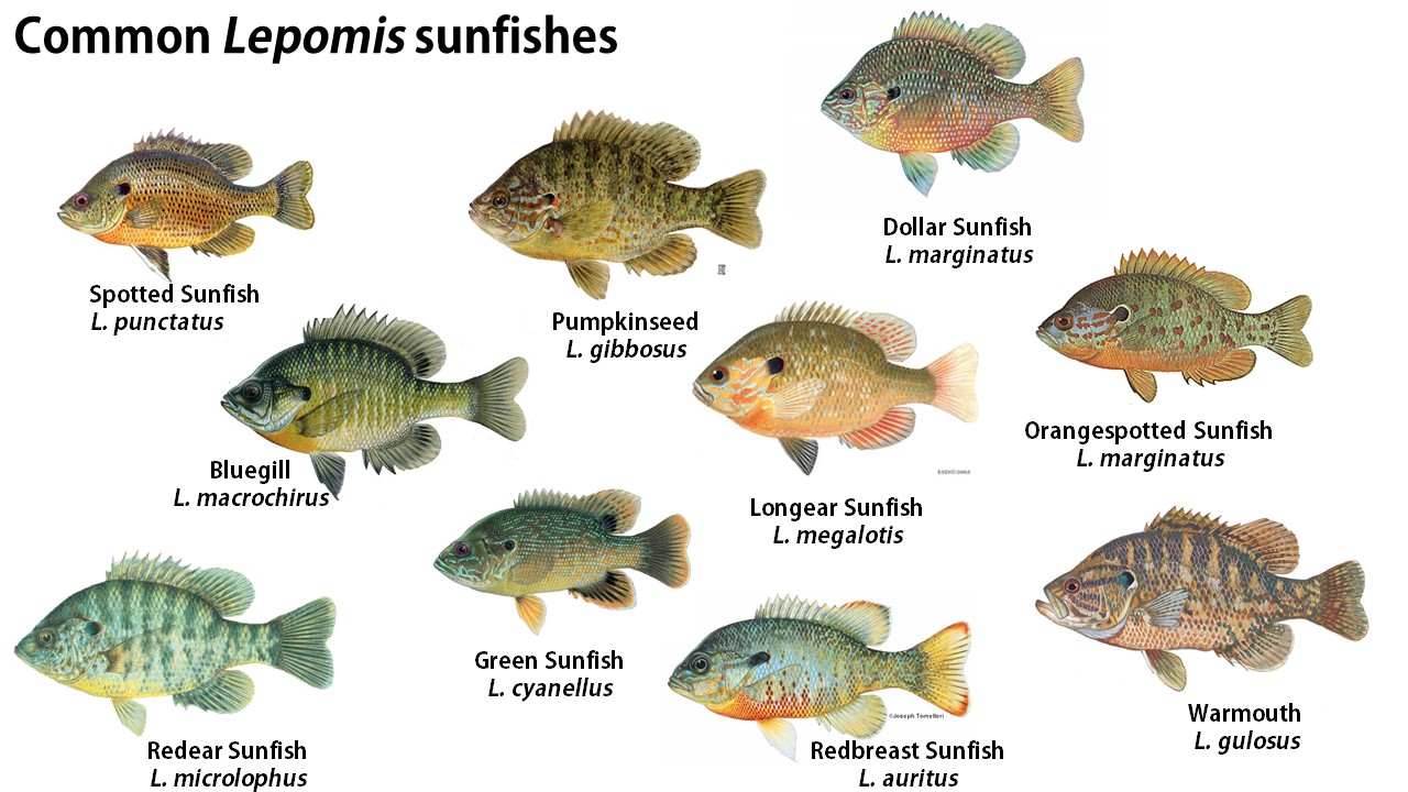 Sunfish Identification Chart