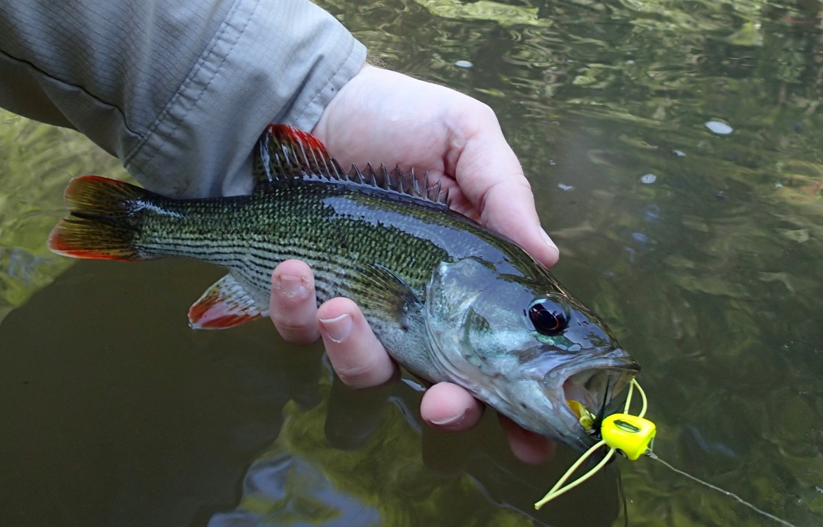 Q-n-A: Fly Fishing for Redeye Bass – The Fisheries Blog