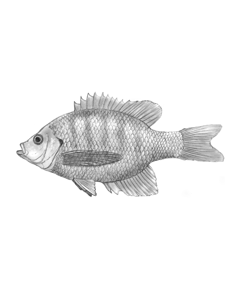 Featured image of post Realistic Fish Drawing Outline Similarly draw a horizontal line equally dividing the bottom half of the rectangle