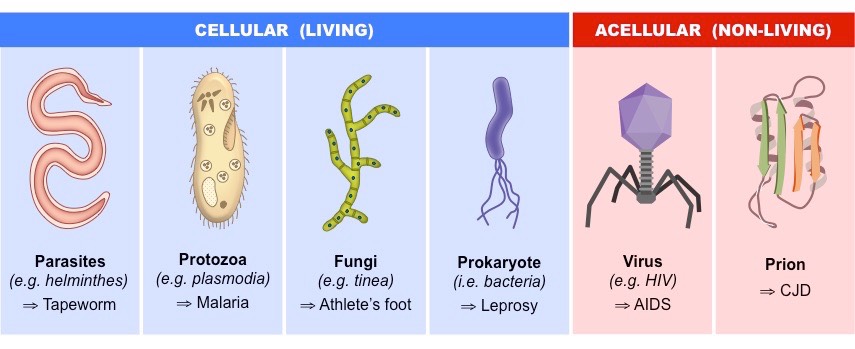 Pathogens | BioNinja